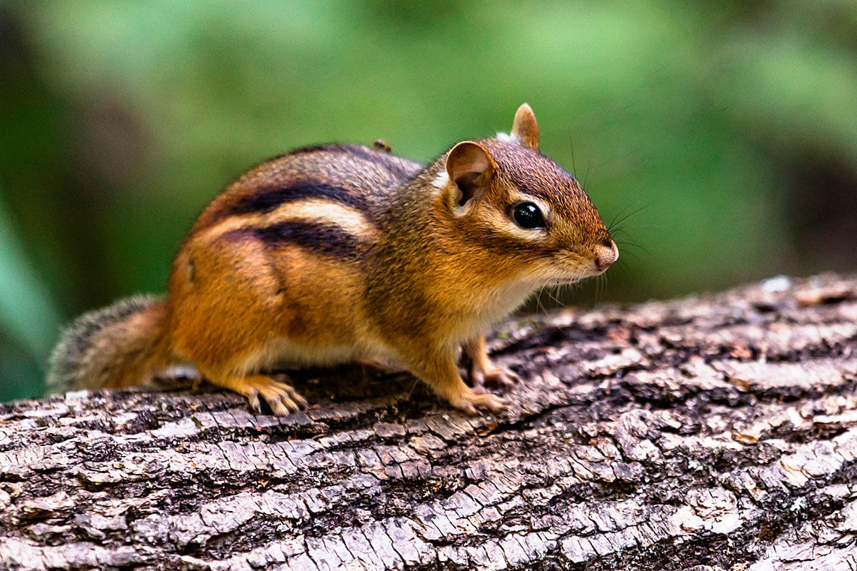 Chipmunks | Venture RV