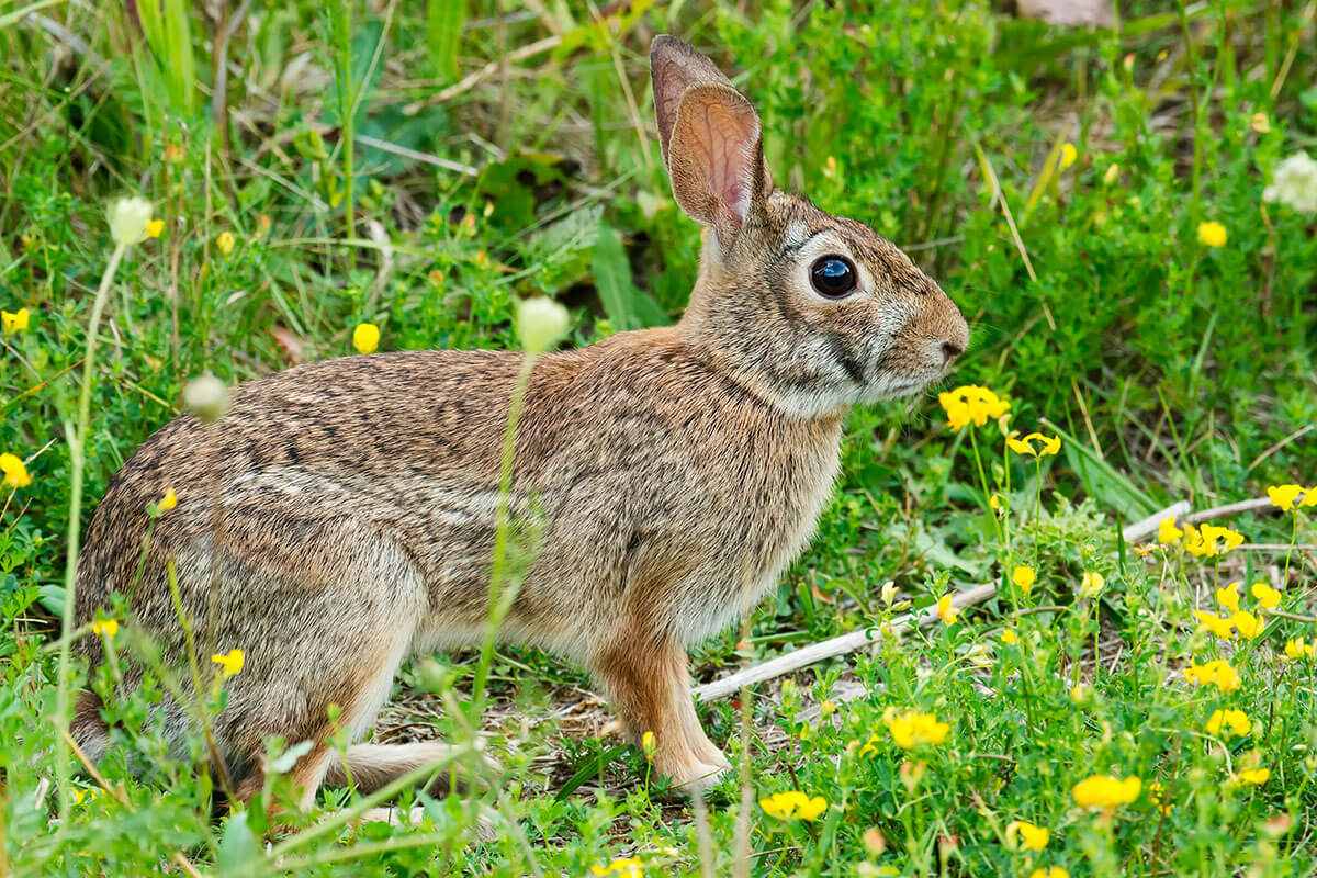 Eastern Cottontail Rabbit Life Cycle