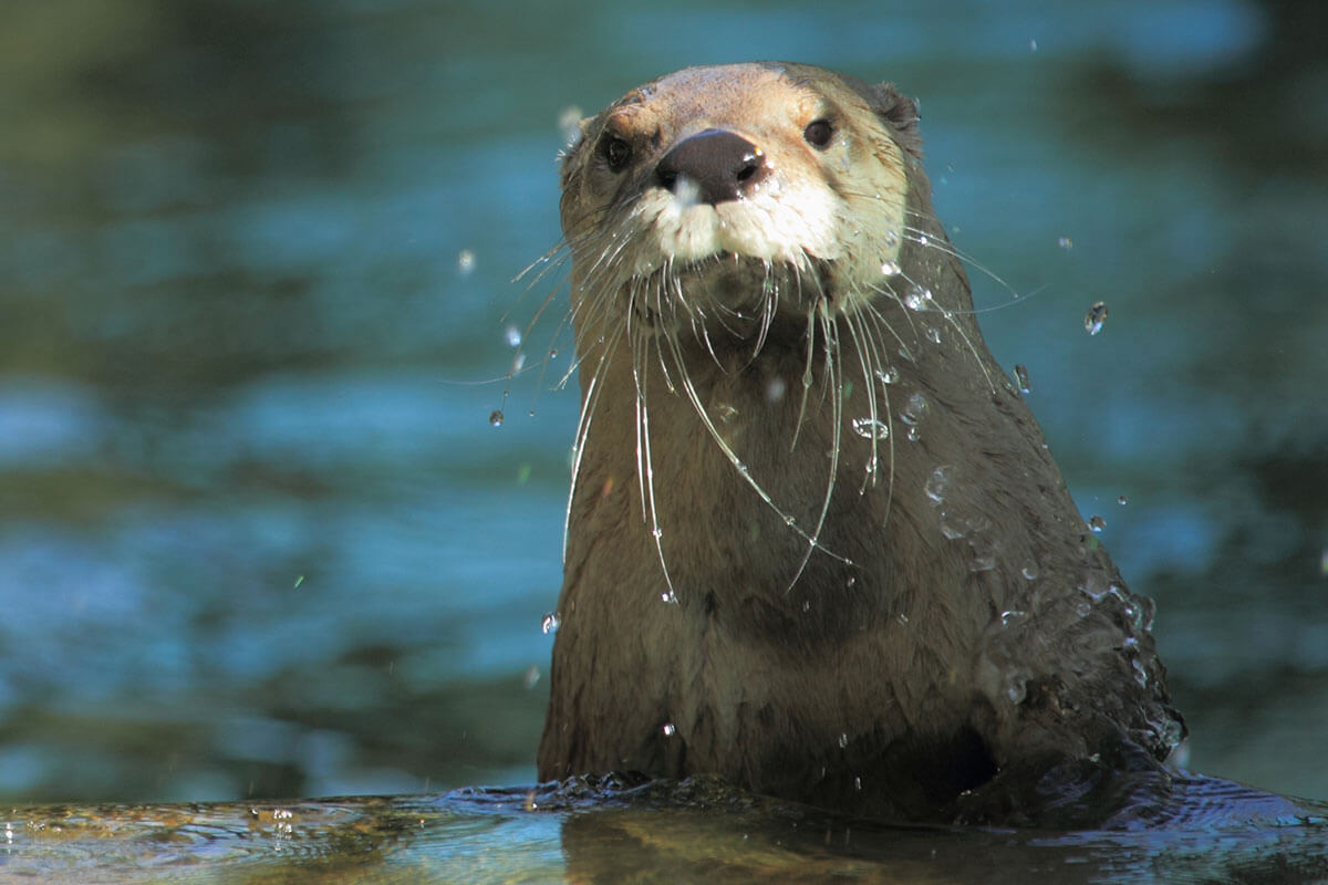 North American River Otter