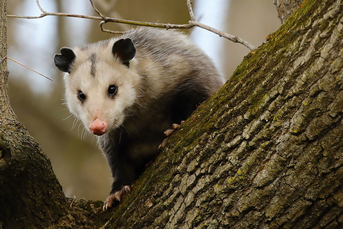 Virginia Opossum