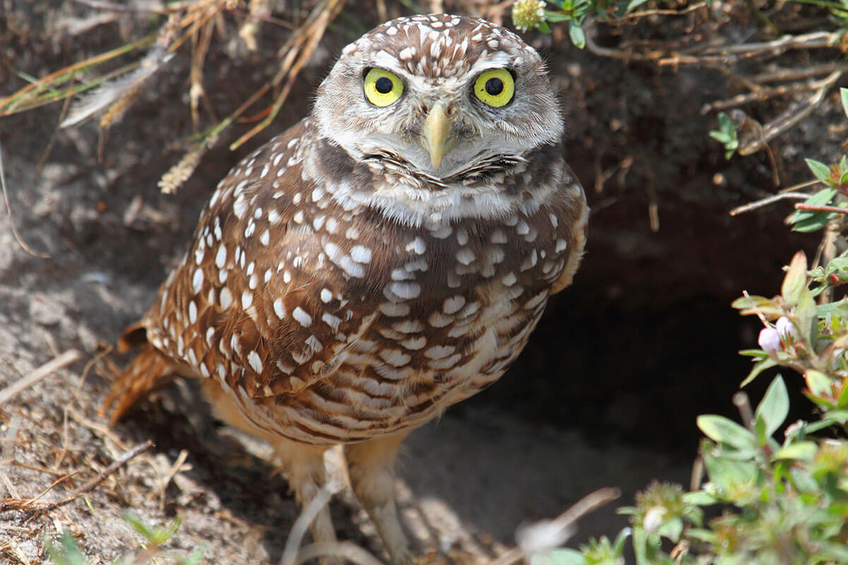 Burrowing Owl