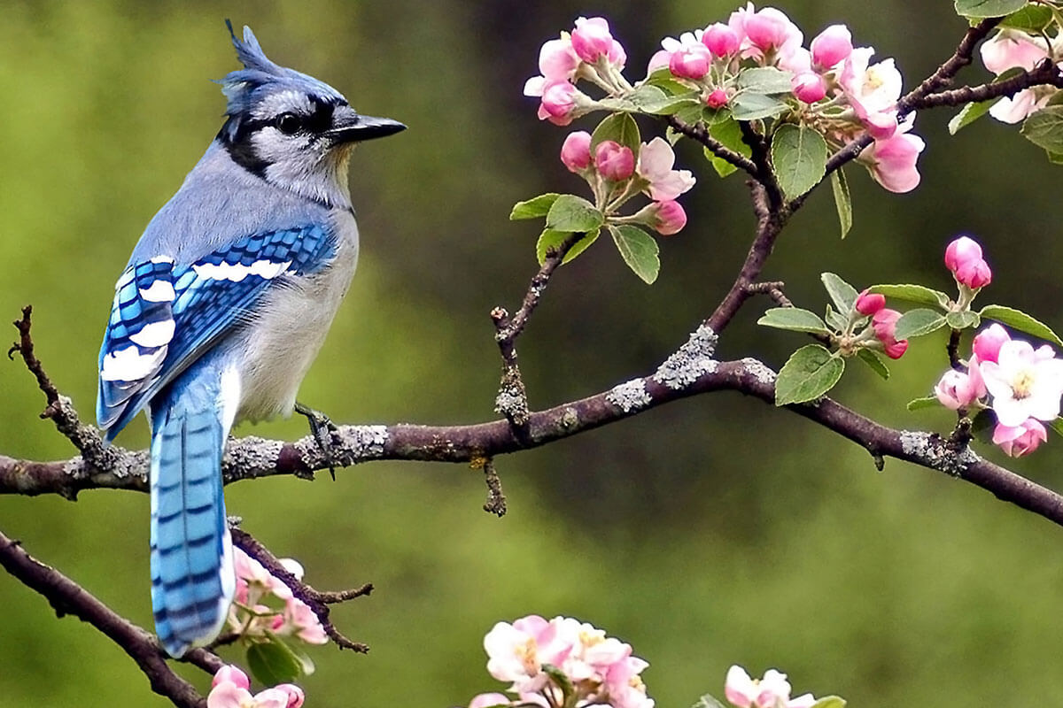 The Majestic Wings of the Blue Jay Bring the Colors of the Sea to the ...