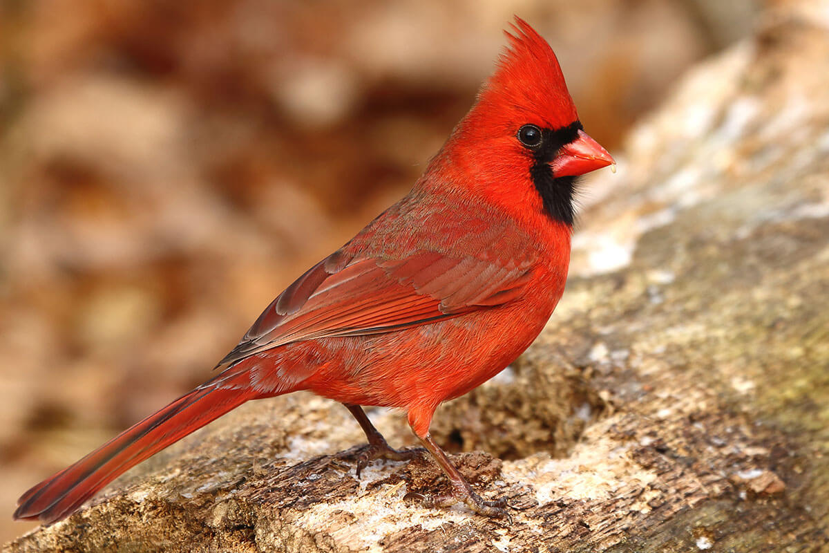 Cardinal