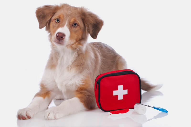 Red Cross Pet First Aid App
