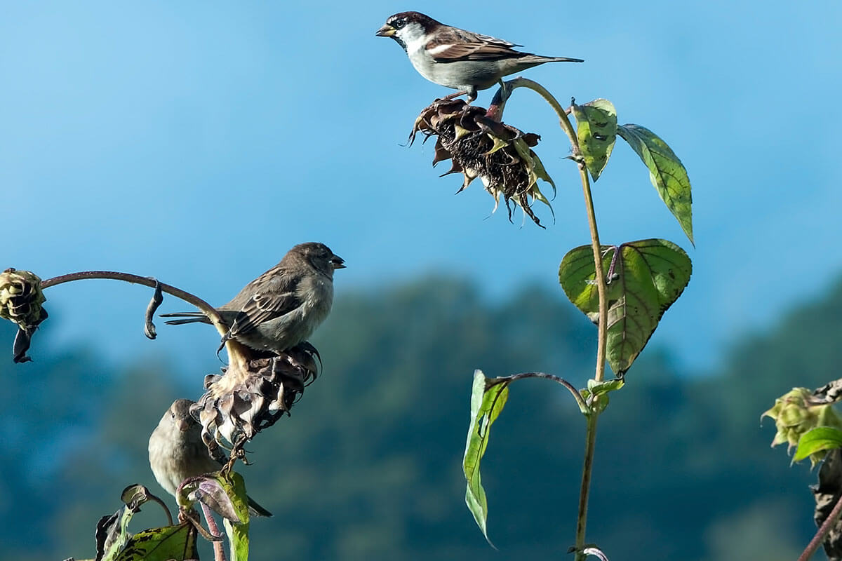 Birds on Sunflowers in Fall