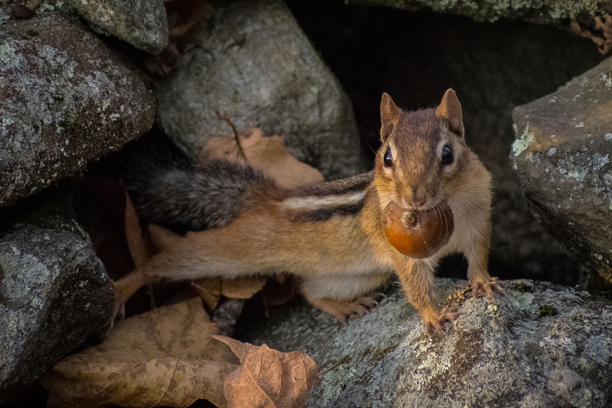 Chipmunk with Acorn