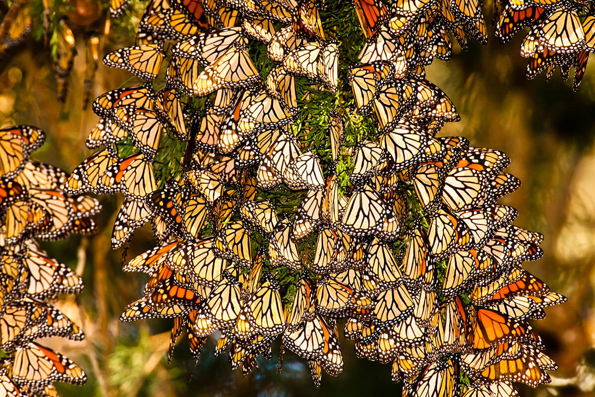 Monarch Butterfly Migration