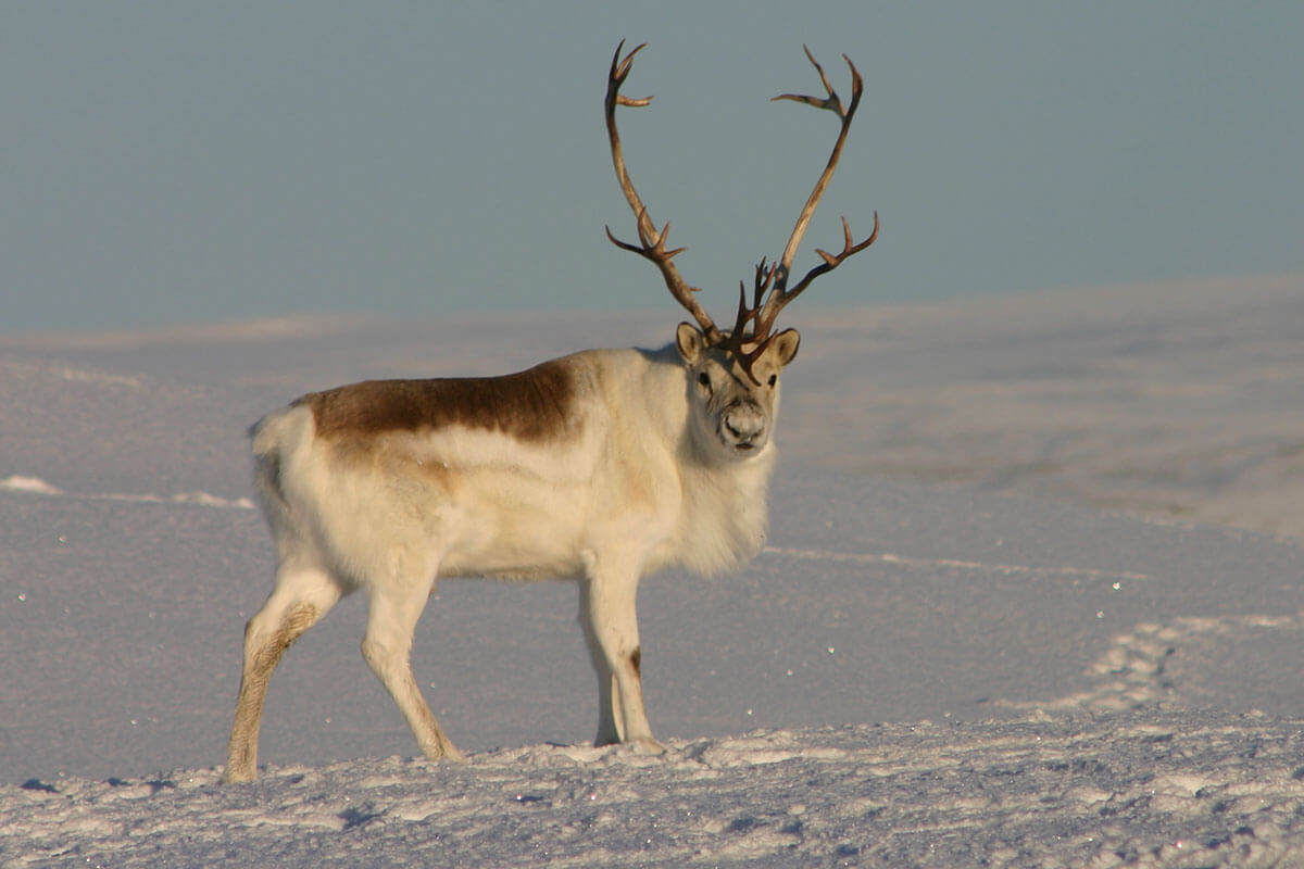 Peary Caribou