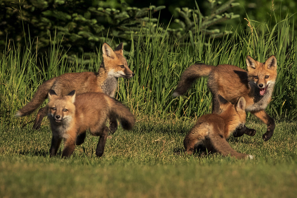 American Red Fox