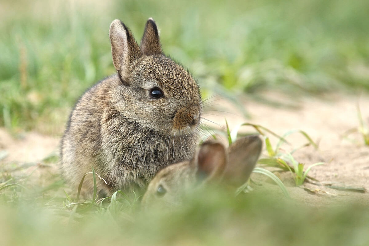 Baby Bunny