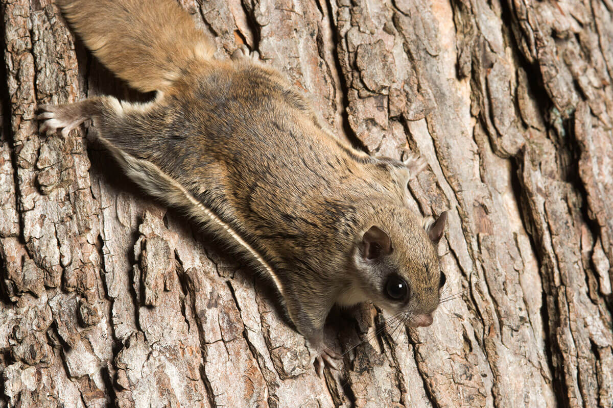 Flying Squirrel