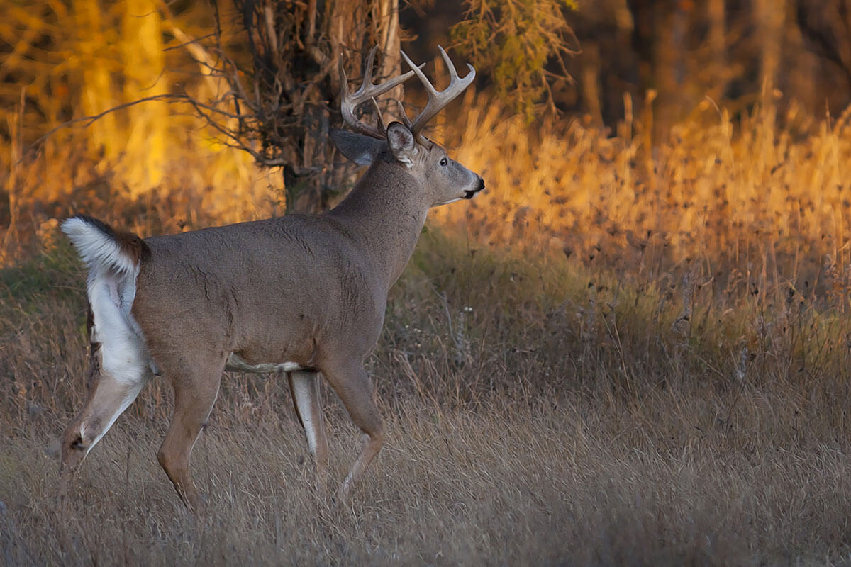 White Tailed Deer